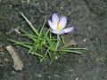2010-d-fruehling 09